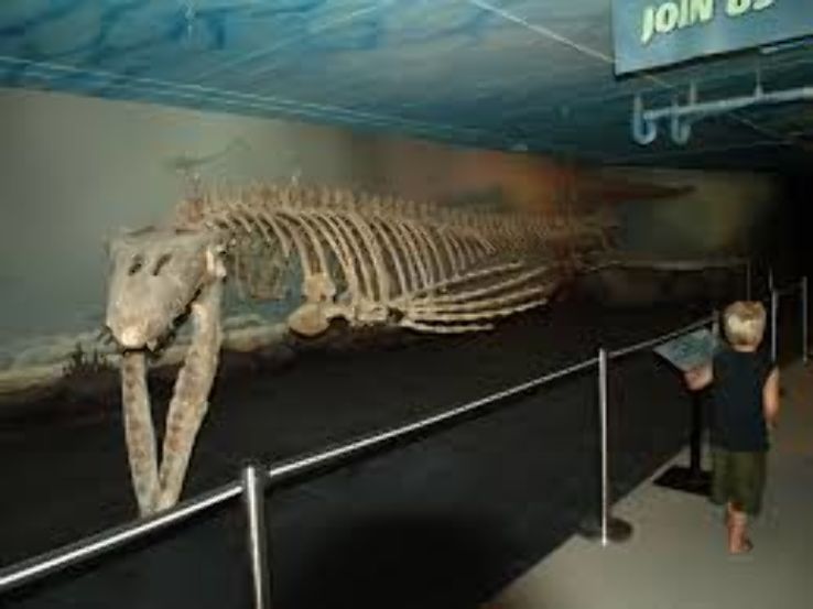 Canadian Fossil Discovery Centre Trip Packages