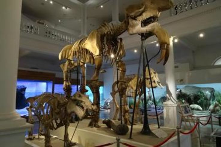 The Natural History Museum Tours Trip Packages