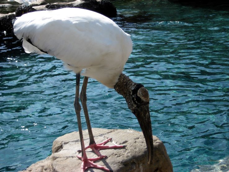 Sea World Orlando Trip Packages