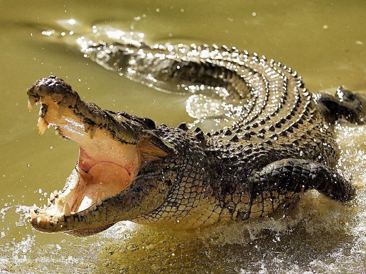 Crocodile Breeding Centre Trip Packages