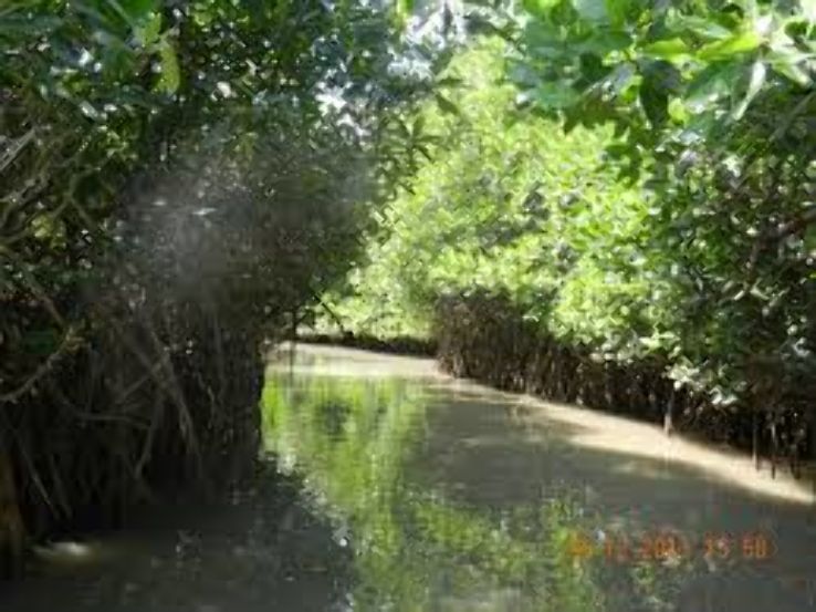 Pichavaram Trip Packages