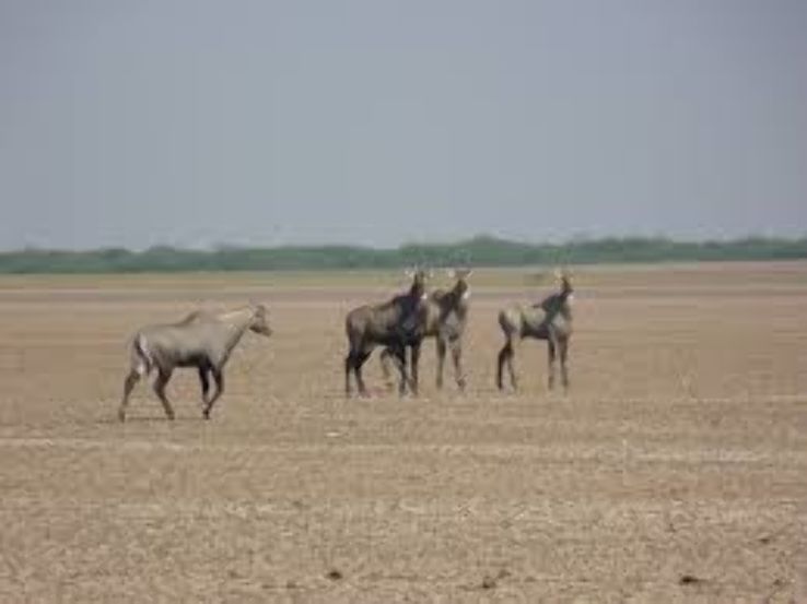 Little Rann of Kutch Wildlife Sanctuary Trip Packages