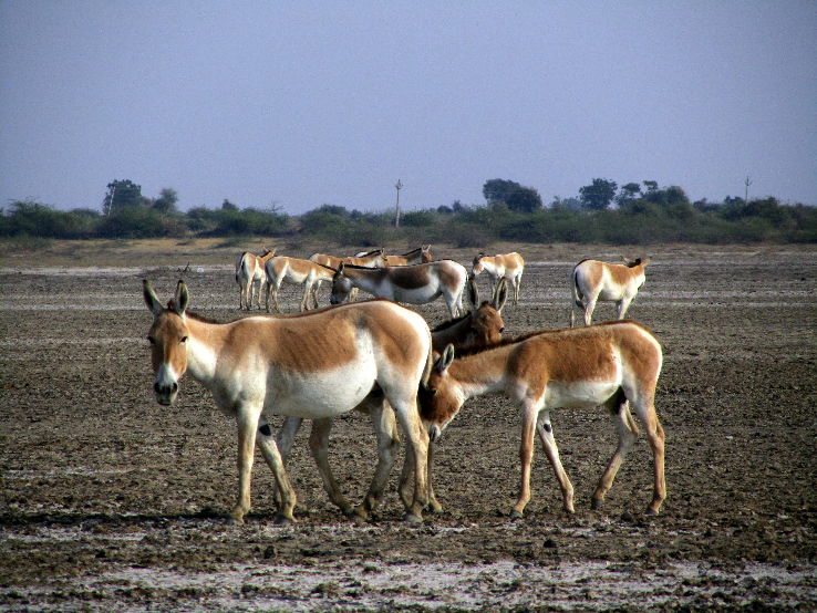 Little Rann of Kutch Wildlife Sanctuary Trip Packages