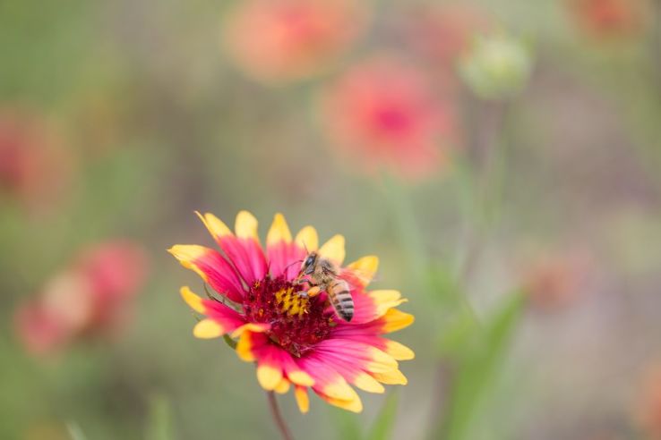 Natural Bridge Caverns Trip Packages