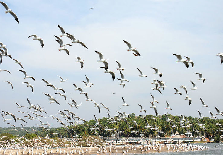 Kadalundi Bird Sanctuary Trip Packages