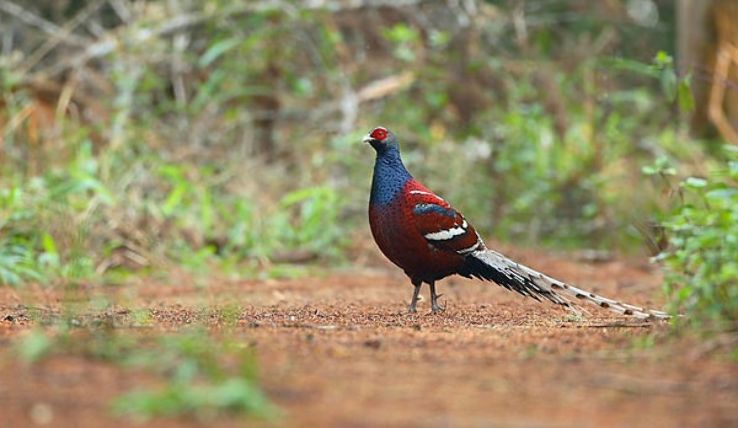 Murlen National Park Trip Packages