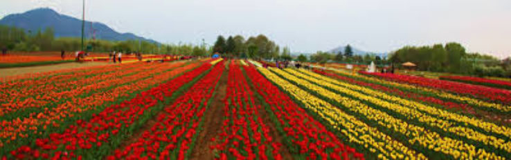 Kokernag Rose Garden Trip Packages