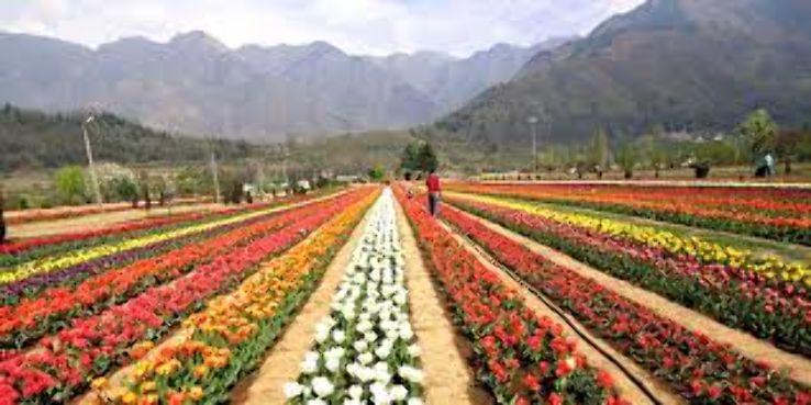 Kokernag Rose Garden Trip Packages