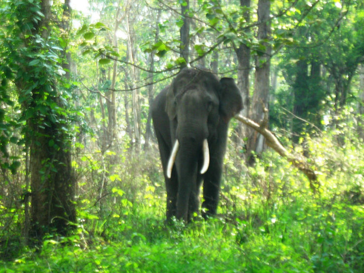 Mudumalai Wildlife Sanctuary Trip Packages