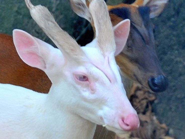 Lengteng Wildlife Sanctuary Trip Packages