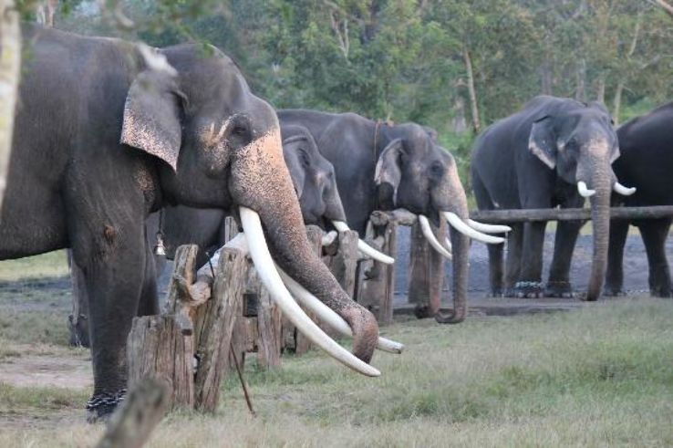 Theppakadu Elephant Camp Trip Packages