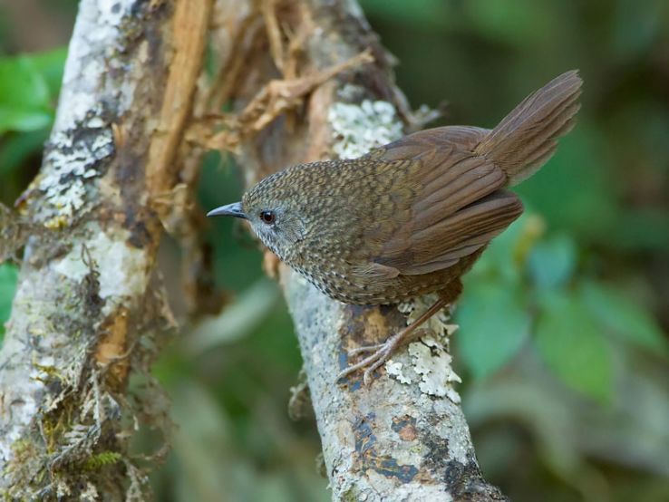 Ngengpui Wildlife Sanctuary Trip Packages