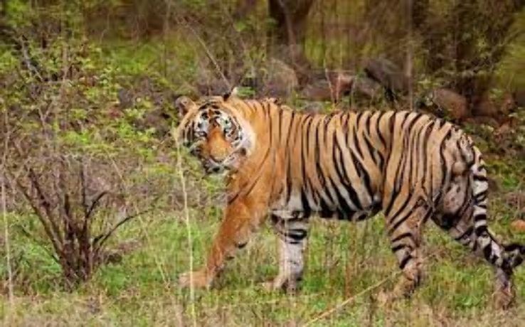Nagarjunasagar Wildlife Sanctuary  Trip Packages