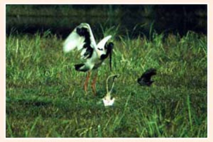 Nagarjunasagar Wildlife Sanctuary  Trip Packages
