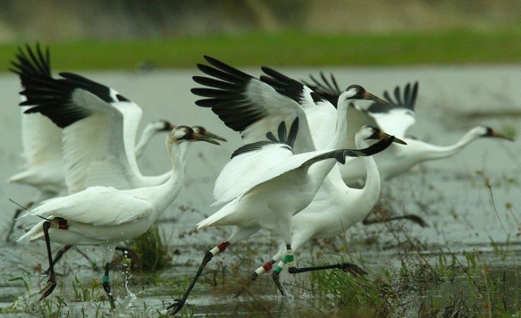 Sultanpur Bird Sanctuary Trip Packages