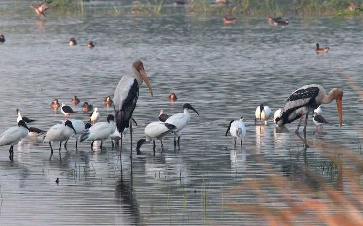 Sultanpur Bird Sanctuary Trip Packages