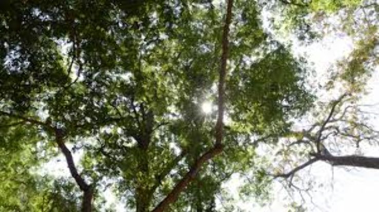 Nallamala Forest Trip Packages Nallamala Forest Trip Packages
