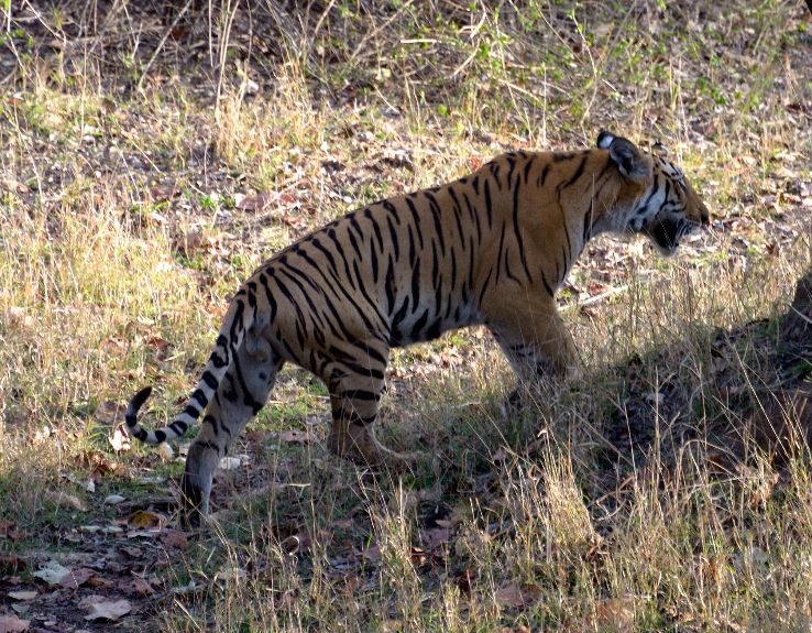 Pench National Park in pench Trip Packages