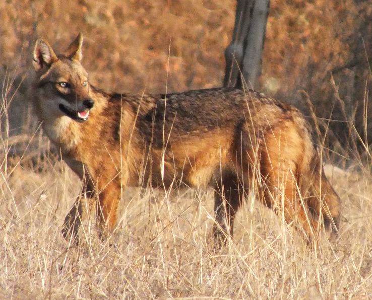 Pench National Park in pench Trip Packages