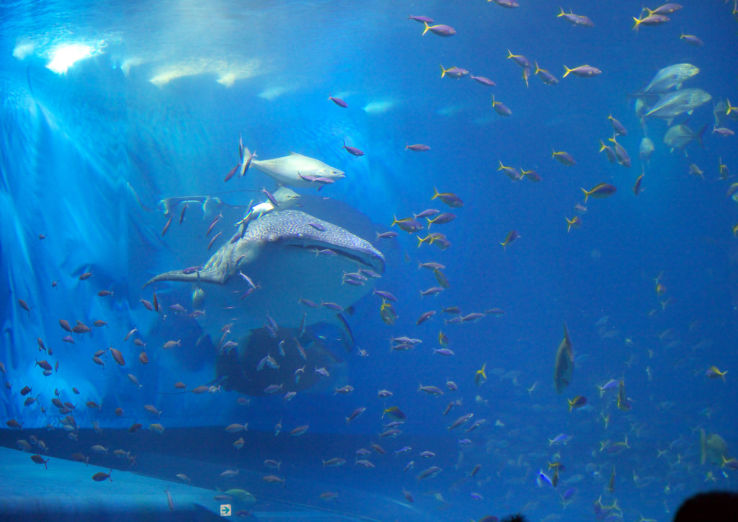 okinawa churaumi aquarium motobu-cho Trip Packages