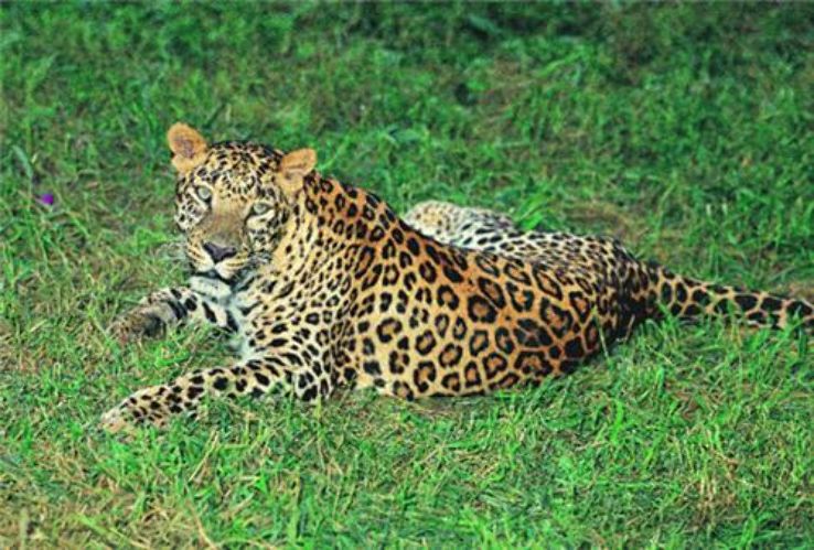 Kalesar Wildlife Sanctuary Trip Packages