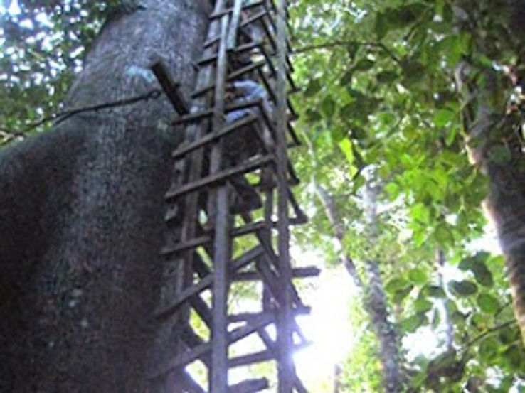 Okomu National Park Trip Packages