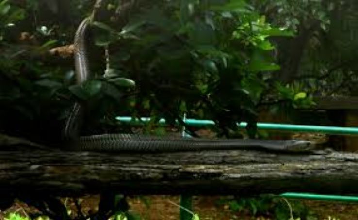 Indira Gandhi Zoological Park Trip Packages