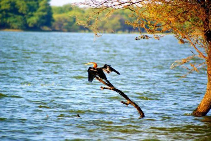 Thol Wildlife Sanctuary Trip Packages