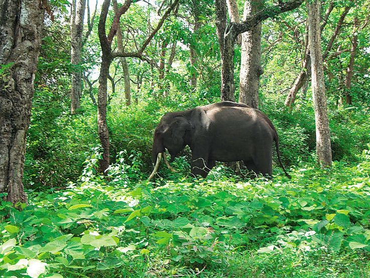 Khawnglung Wildlife Sanctuary Trip Packages