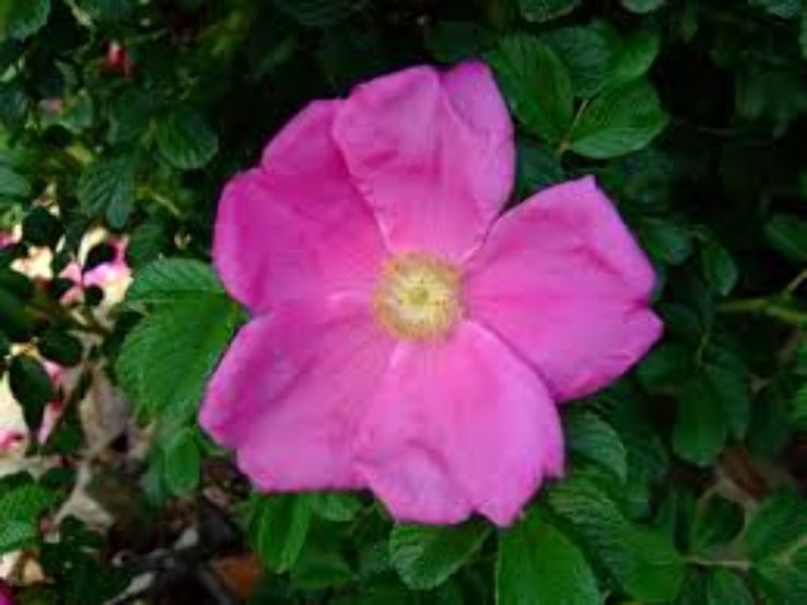 Hamadera Park Trip Packages