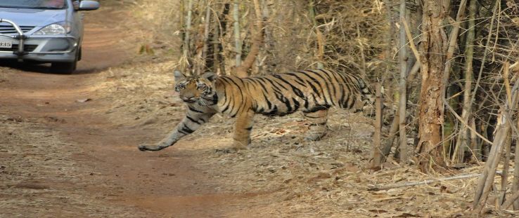 MelGhat Tiger Reserve Trip Packages