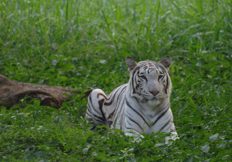 Bir Talab Zoo Trip Packages Bir Talab Zoo Trip Packages