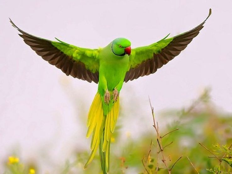 Bir Talab Zoo Trip Packages Bir Talab Zoo Trip Packages