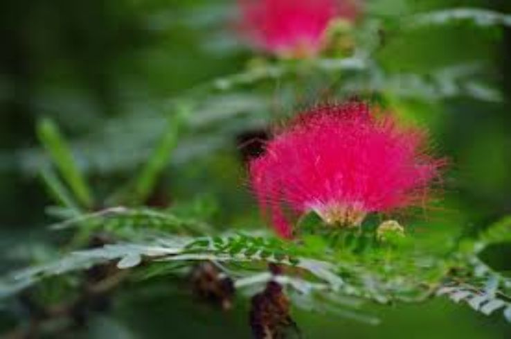 Law Garden Trip Packages