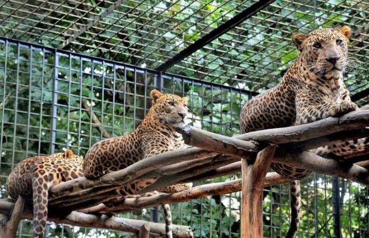 Kamla Nehru Zoological Garden Trip Packages