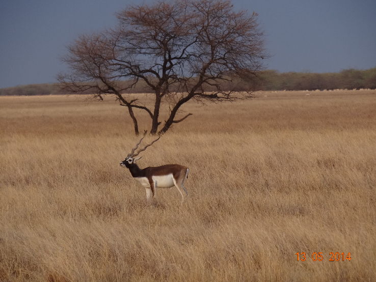 Velavadar National Park Trip Packages