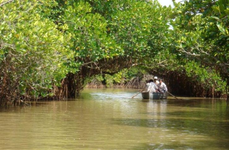 Pichavaram Mangrove Forest Trip Packages