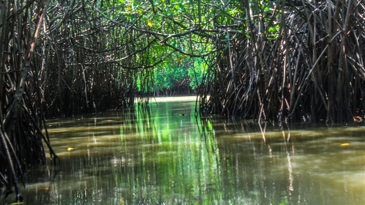 Pichavaram Mangrove Forest Trip Packages