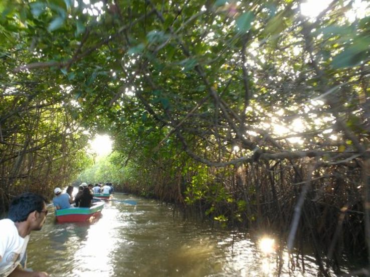 Pichavaram Mangrove Forest Trip Packages