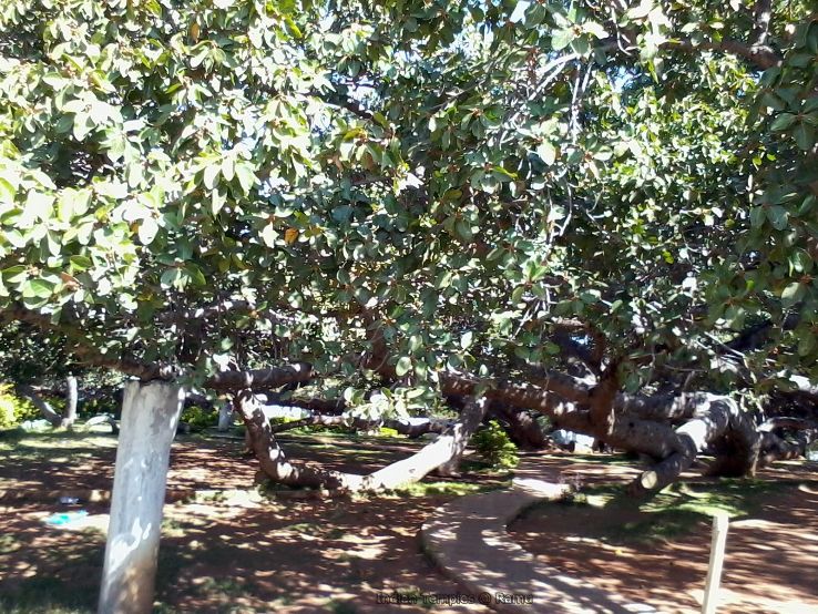 Pillalamarri / Big Banyan Tree Trip Packages