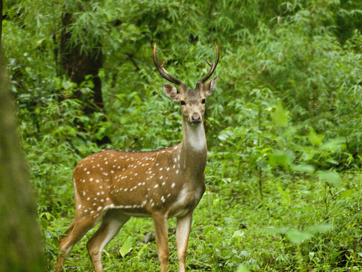 Bhadra Wildlife Sanctuary Jeep Safari Trip Packages