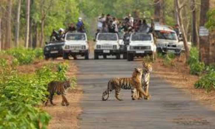 Bhadra Wildlife Sanctuary Jeep Safari Trip Packages