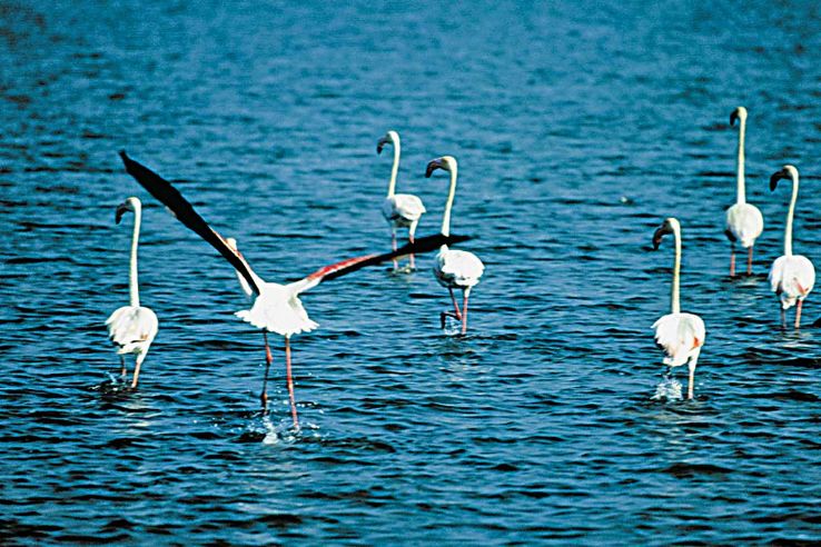 Nalbana Bird Sanctuary Trip Packages