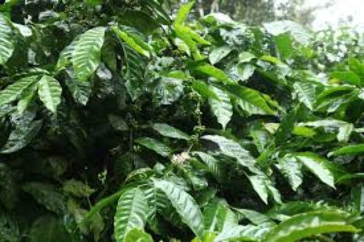 Stroll around Coffee Plantations Trip Packages