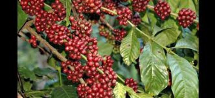 Stroll around Coffee Plantations Trip Packages