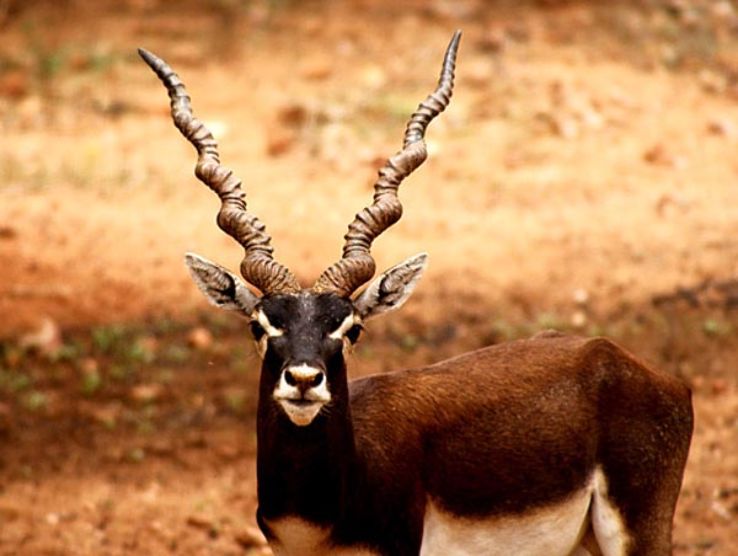 Mahavir Harina Vanasthali National Park  Trip Packages