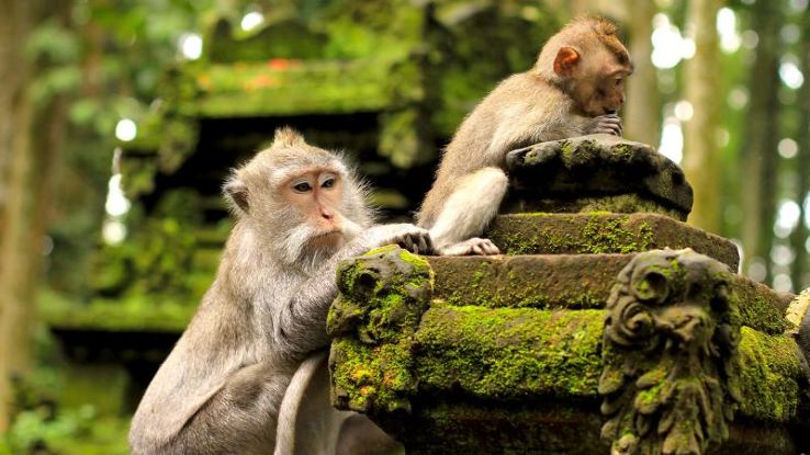 Visit Monkey Forest Road  Trip Packages