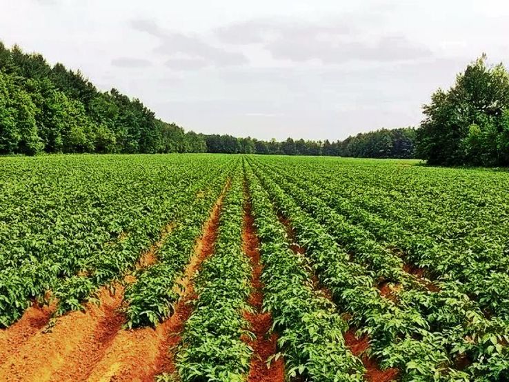 Potato Farm Trip Packages Potato Farm Trip Packages