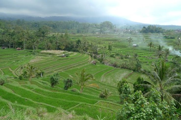 Jatiluwih Green Land  Trip Packages