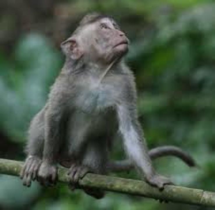 monkeys climb all over you at Ubud Monkey Forest  Trip Packages